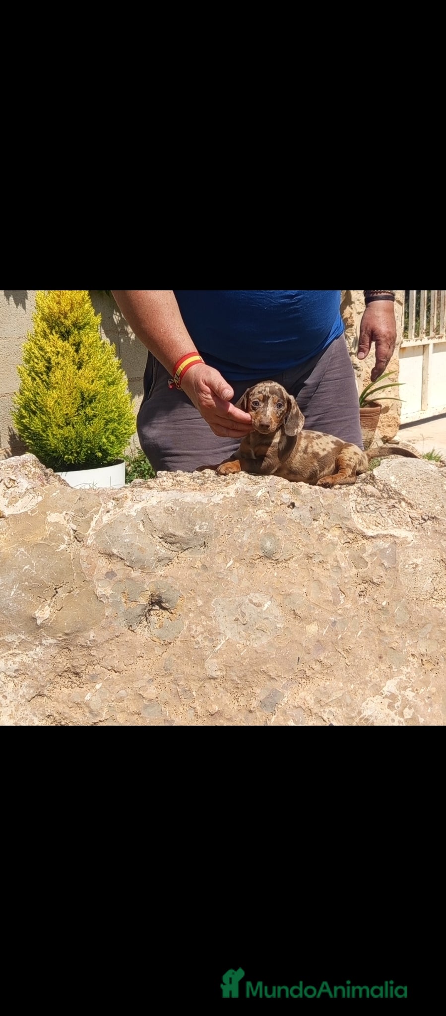 Teckel Miniatura perros Preciosos cachorros teckel miniatura  - Anuncio 36