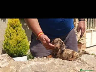 Teckel Miniatura perros Preciosos cachorros teckel miniatura - Anuncio 2