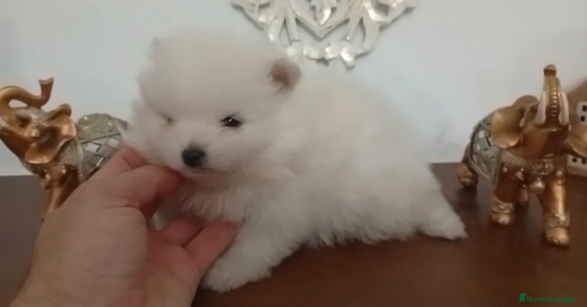 Pomerania perros Pomerania oso - Anuncio 1