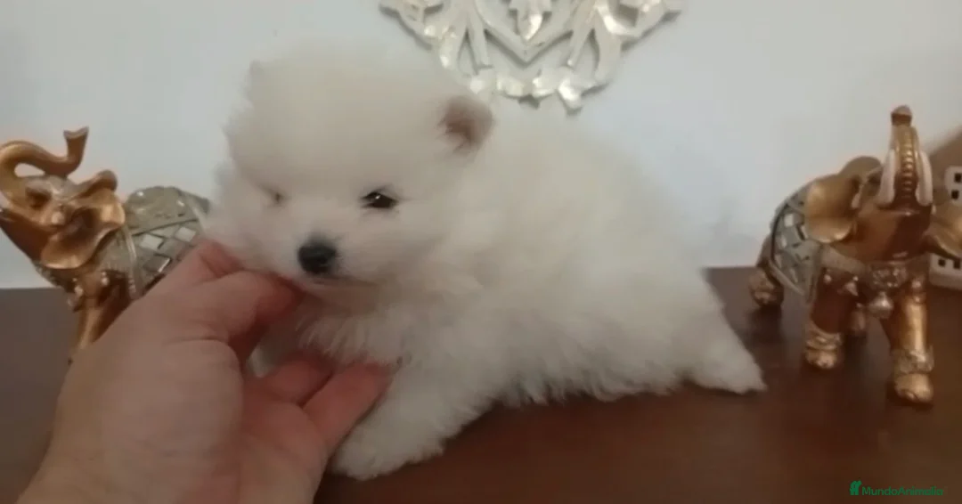 Pomerania perros en venta: Pomerania oso - Anuncio 1