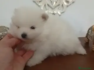 Pomerania perros Pomerania oso - Anuncio 1
