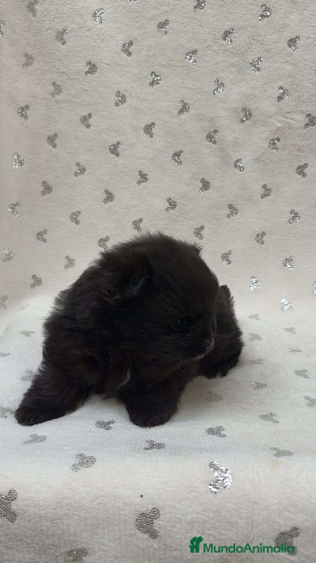 Pomerania perros en venta: Lulú Pomerania hembra  - Anuncio 1