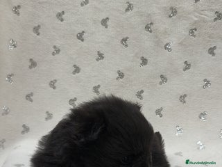 Pomerania perros Lulú Pomerania hembra - Anuncio 1