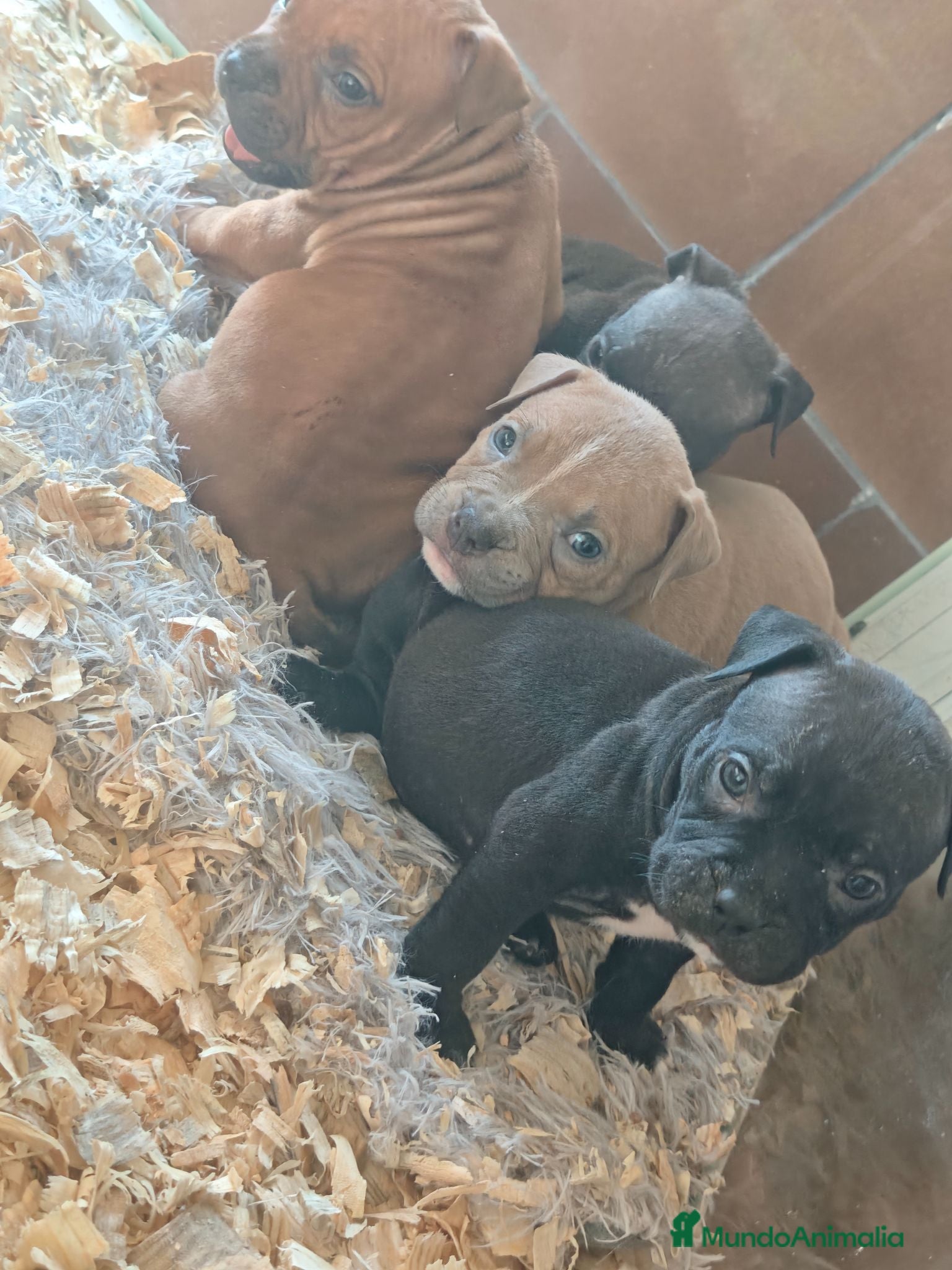 American Bully perros American bully  - Anuncio 17