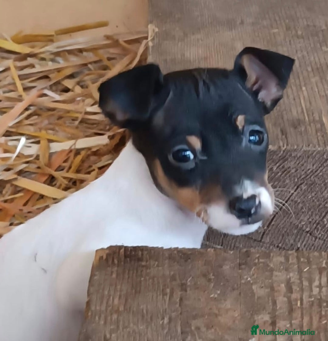 Ratonero Bodeguero Andaluz perros en venta: Preciosos cachorritos de bodeguero machos - Anuncio 1