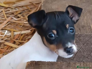 Ratonero Bodeguero Andaluz perros Preciosos cachorritos de bodeguero machos - Anuncio 2