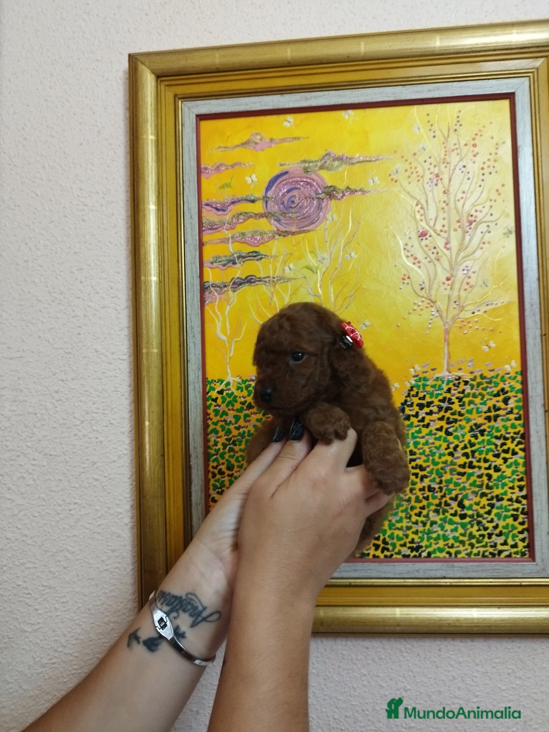 Caniche Toy perros en venta: CANICHES TOYS CALIDAD Y SELECCIÓN  - Imagen 4