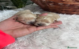 Maltipoo perros en venta: MALTIPOO - Anuncio 3