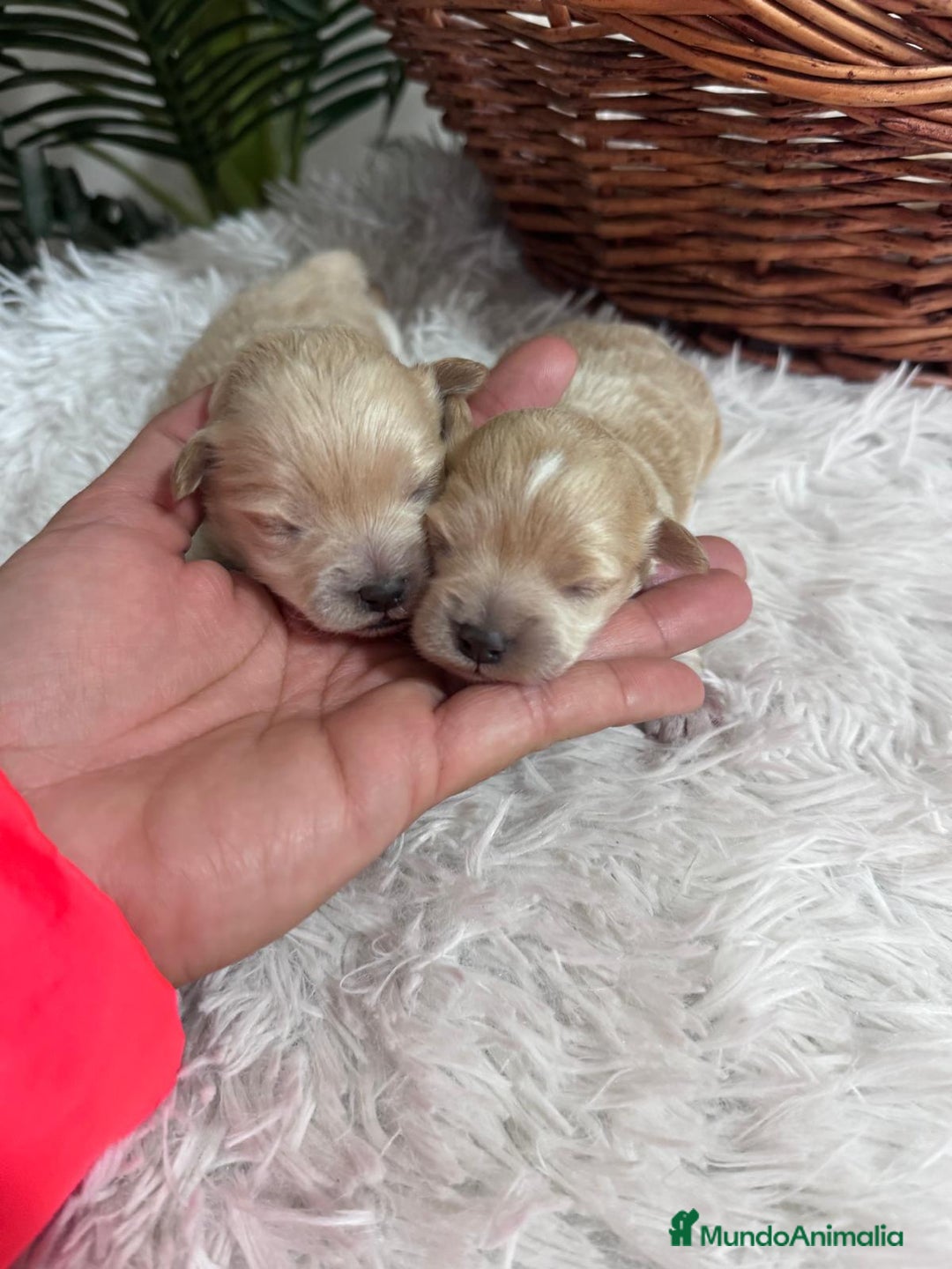 Maltipoo perros en venta: MALTIPOO - Anuncio 3