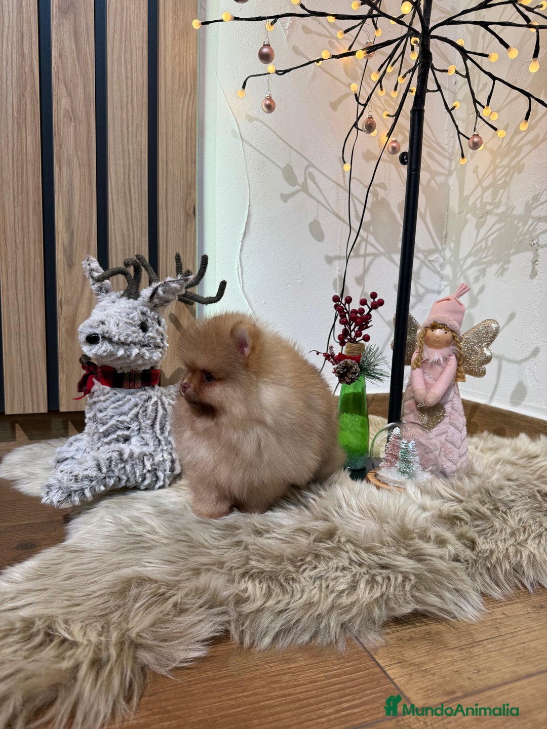 Pomerania perros en venta: Pomerania Toy - Anuncio 5