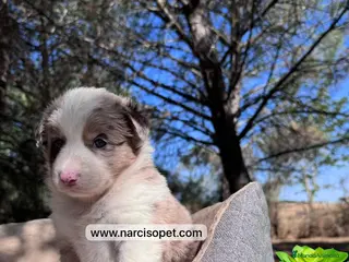 Border Collie perros CRIA PROFESIONAL BORDER COLLIE RED MERLE en Asturias - Anuncio 41