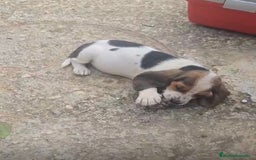 Basset Hound perros en venta: Preciosos sabuesos - Imagen 8