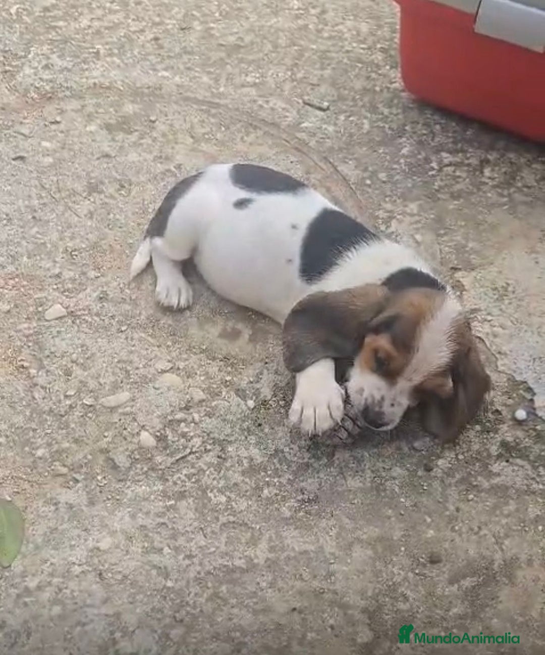 Basset Hound perros en venta: Preciosos sabuesos - Imagen 8