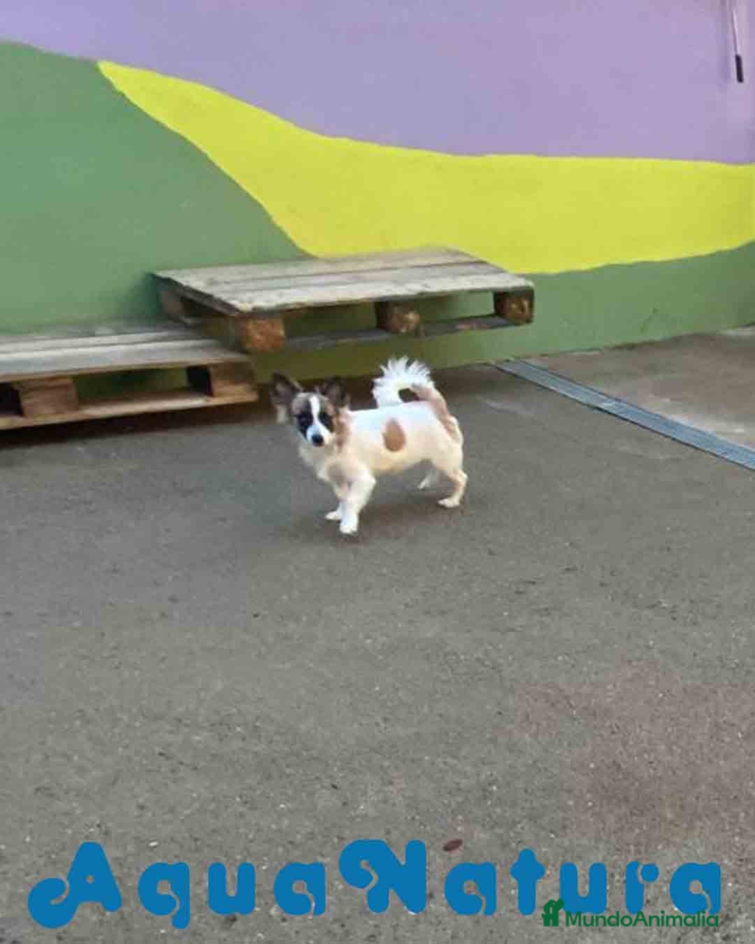 Pomchi perros en venta: Pomchi Macho de Japi y Manchitas 1750 AQUANATURA - Imagen 5