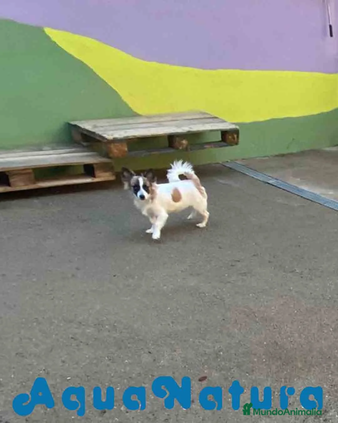 Pomchi perros en venta: Pomchi Macho de Japi y Manchitas 1750 AQUANATURA - Anuncio 5