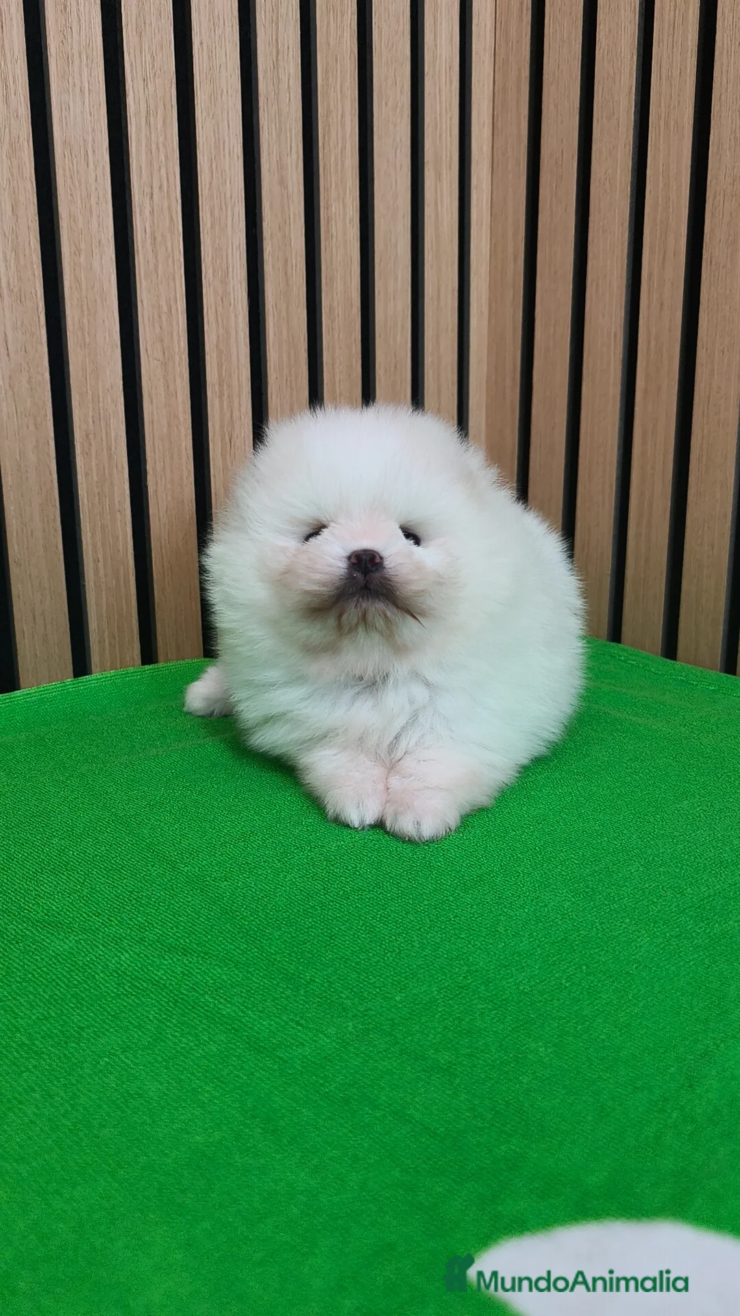 Pomerania perros en venta: Disponible macho y hembra  - Anuncio 7