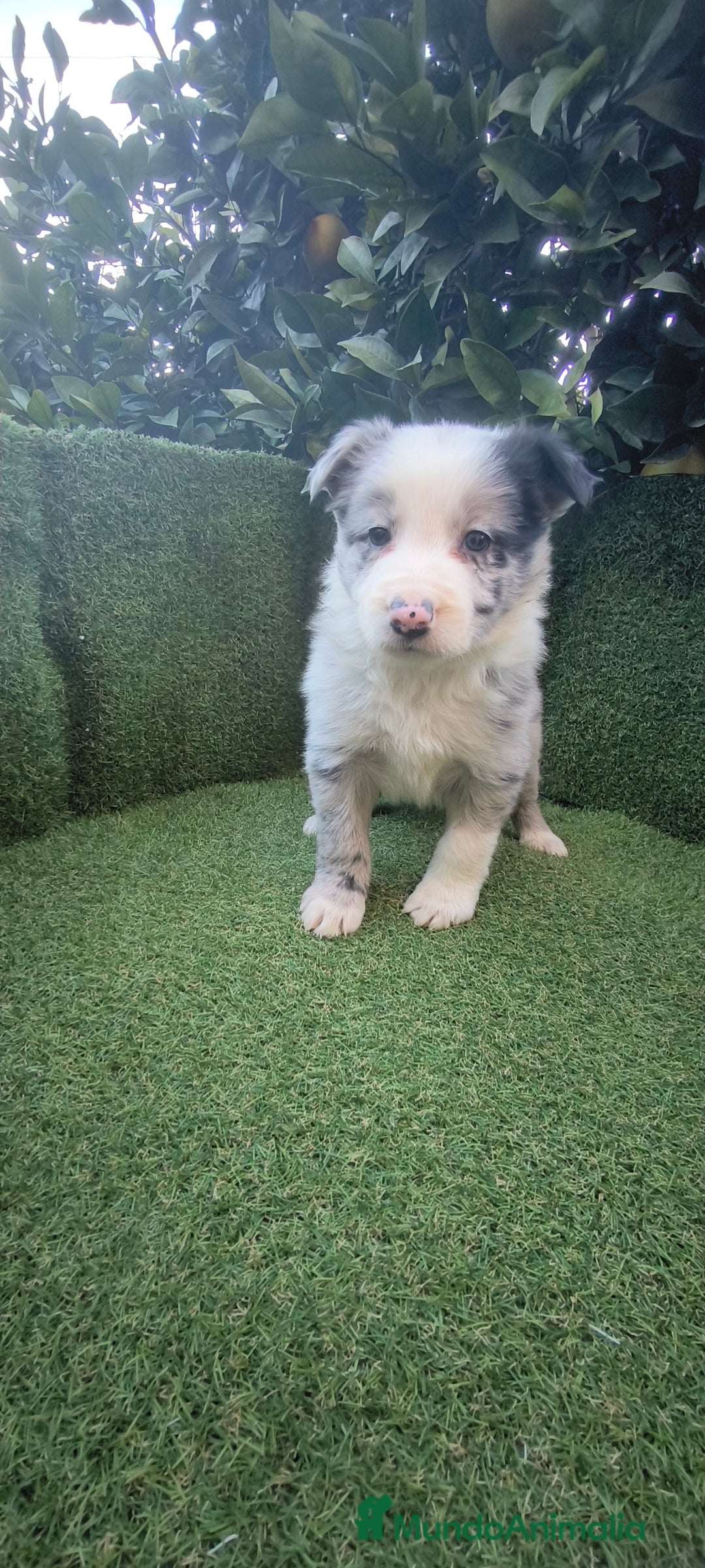 Border Collie perros en venta: border collie blue merle y blancos y negros  - Anuncio 8