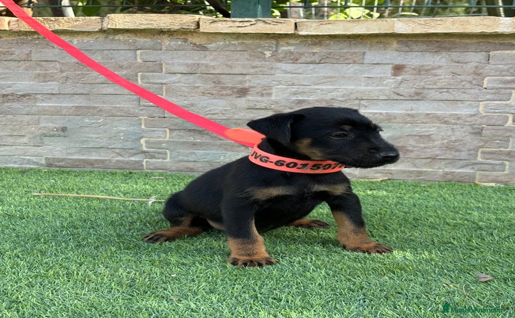 Terrier Alemán de Caza perros - Anuncio 1