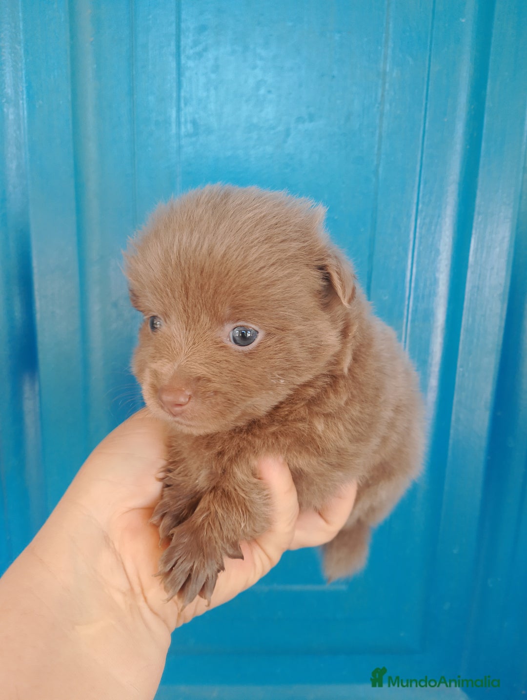 Pomerania perros en venta: Pomchi machos y una hembra exclusiva azul  - Imagen 4