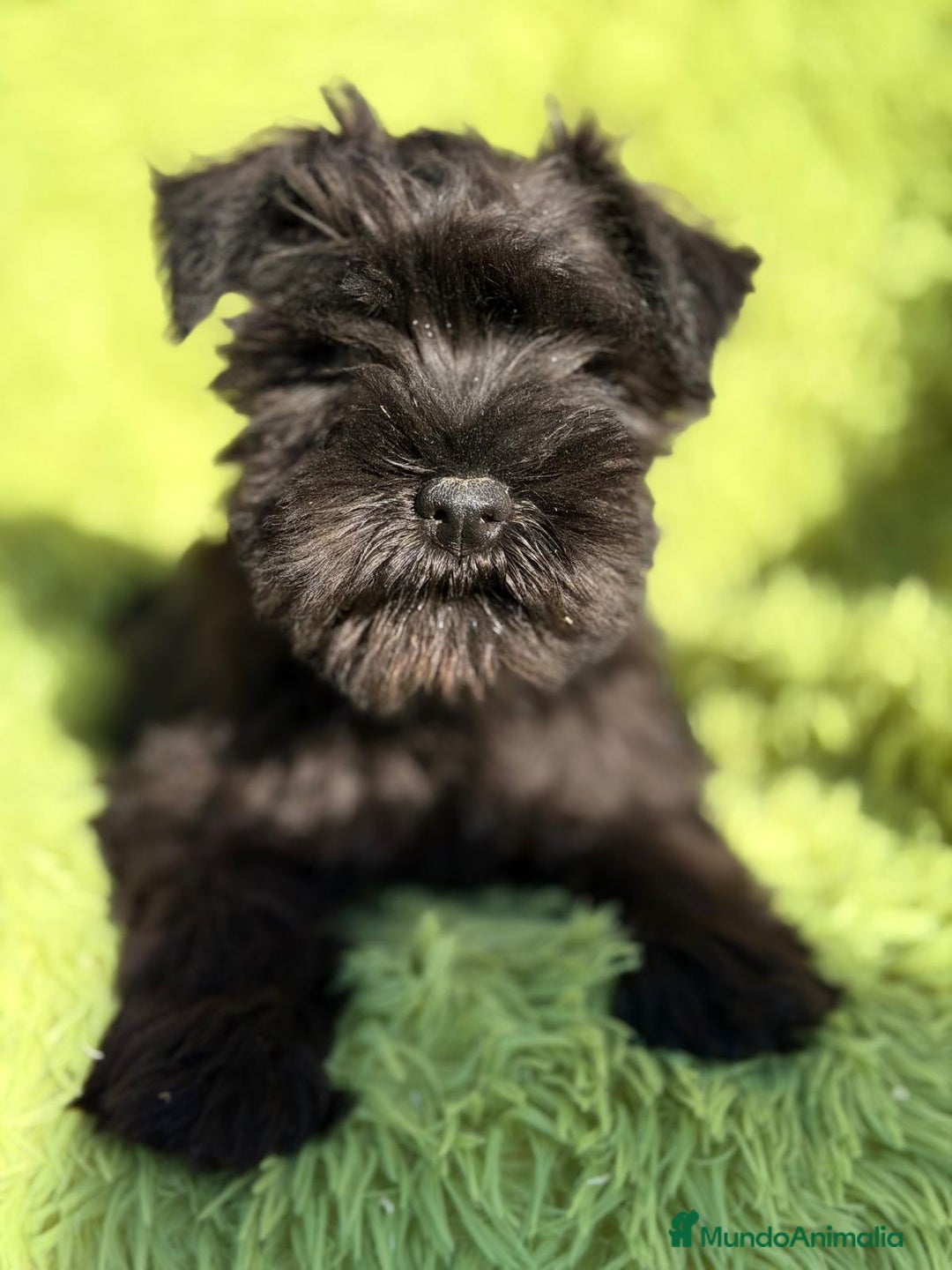 Schnauzer Miniatura perros en venta: SCHNAUZER MINIATURA NEGRO  - Anuncio 5