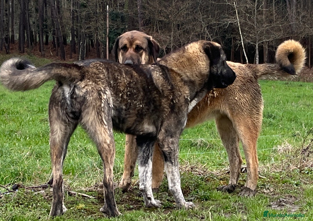 Mastín Español perros en venta: Camadas de Mastín Español Autóctono Tradicional - Imagen 11