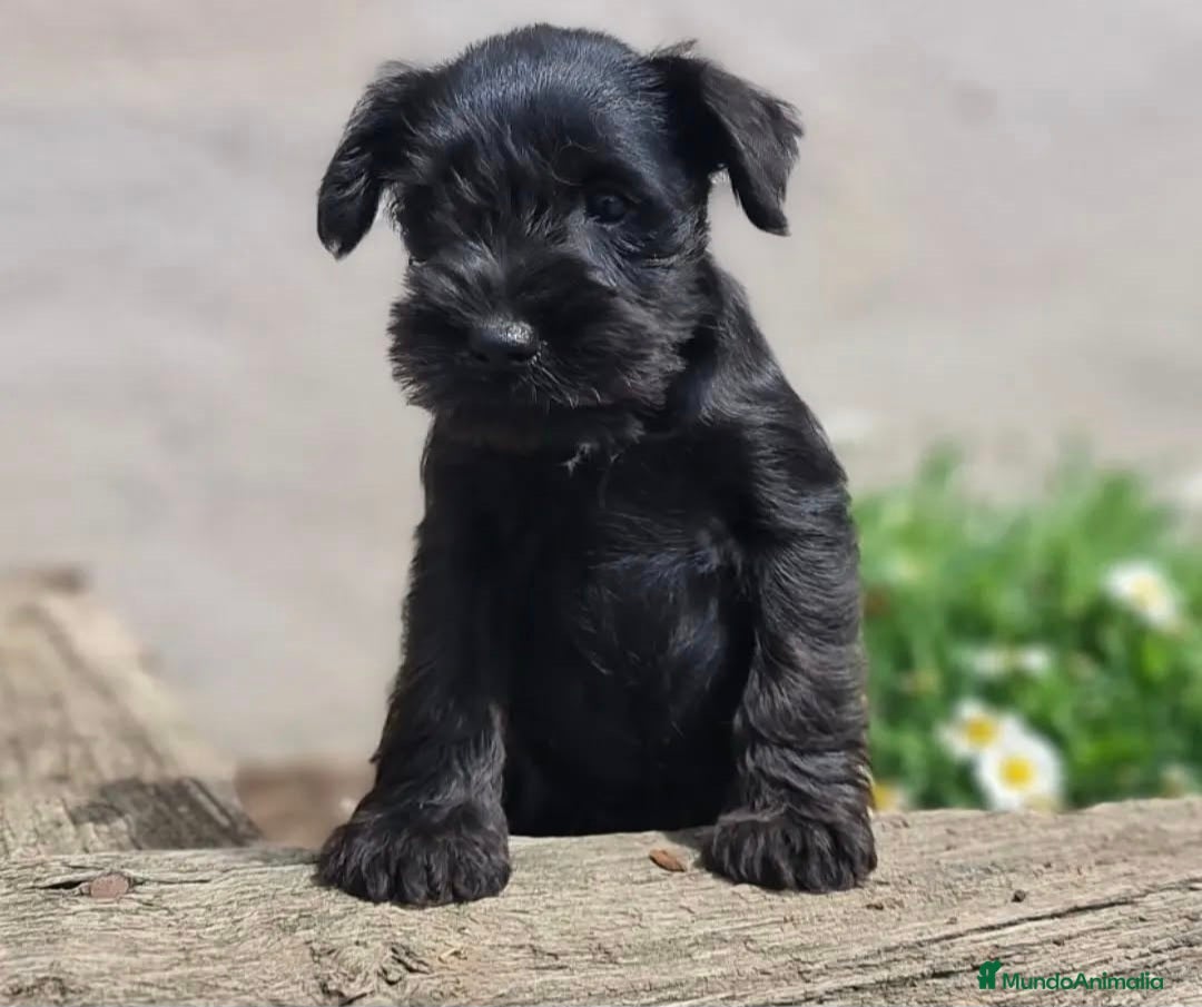 Schnauzer Miniatura perros en venta: SCHNAUZER MINIATURA NEGRO - Anuncio 4