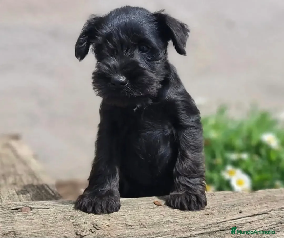 Schnauzer Miniatura perros en venta: SCHNAUZER MINIATURA NEGRO - Anuncio 8