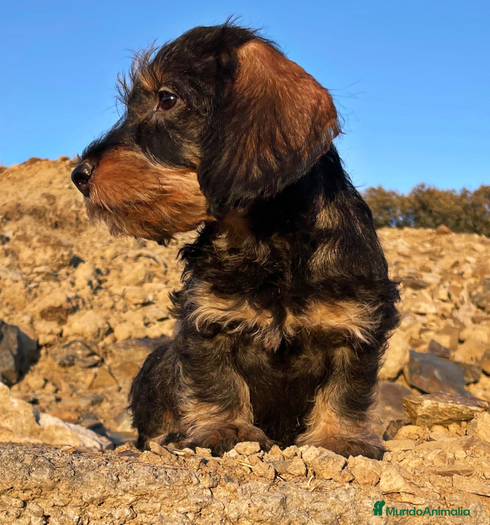 Teckel perros Teckel pelo duro  - Anuncio 1