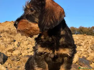 Teckel perros Teckel pelo duro - Anuncio 1
