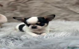 Chihuahua perros en venta: CHIHUAHUA LÍNEA RUSA TRICOLOR MACHO - Imagen 1