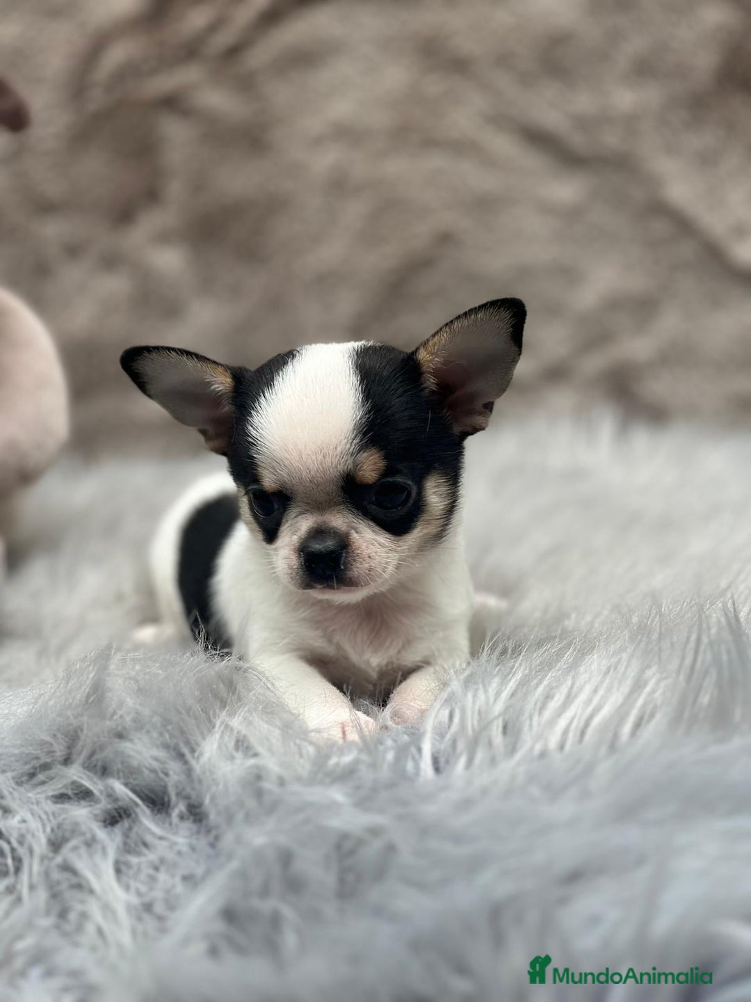 Chihuahua perros en venta: CHIHUAHUA LÍNEA RUSA TRICOLOR MACHO - Imagen 1