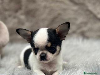 Chihuahua perros - Anuncio 38
