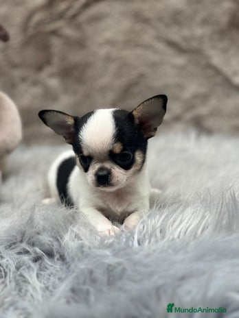 Chihuahua perros - Anuncio 15
