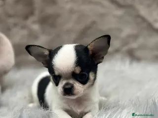 Chihuahua perros CHIHUAHUA LÍNEA RUSA TRICOLOR MACHO - Anuncio 26