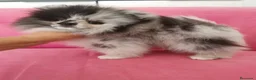 Pomerania perros en venta: Pomerania TOY Merle macho espectacular  - Anuncio 6