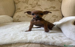 Pinscher Miniatura perros en venta: Pinscher Miniatura cachorro hembra  - Imagen 2