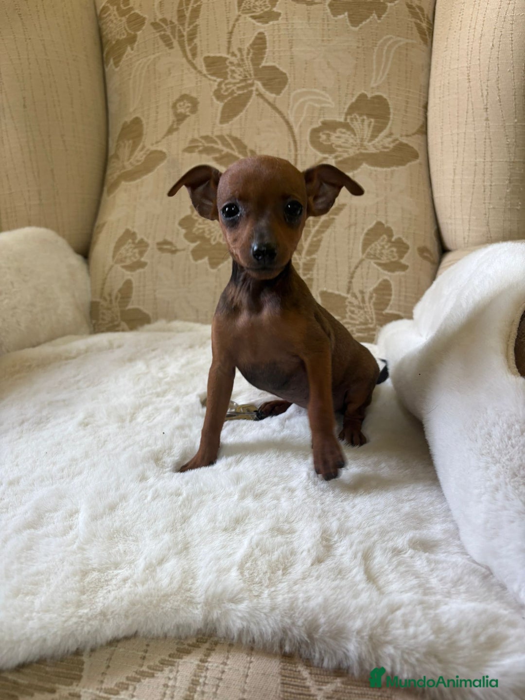 Pinscher Miniatura perros en venta: Pinscher Miniatura cachorro hembra  - Imagen 2
