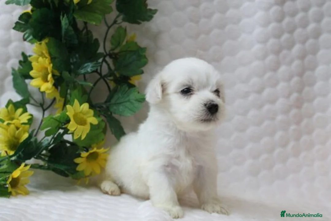 Bichón Maltés perros en venta: PRECIOSOS BICHON MALTES  LINEA TOY  - Anuncio 17