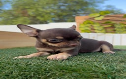 Chihuahua perros en venta: CHIHUAHUA MACHO - Imagen 3