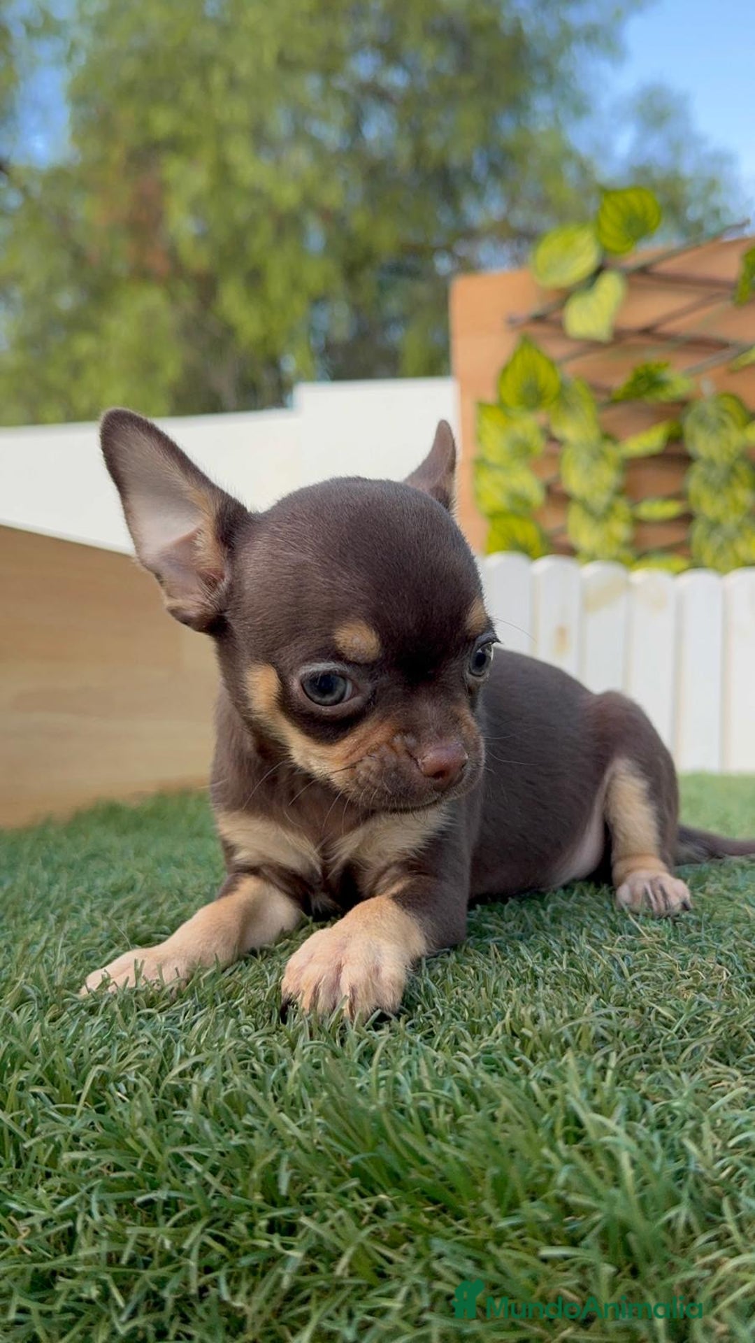 Chihuahua perros en venta: CHIHUAHUA MACHO - Imagen 3