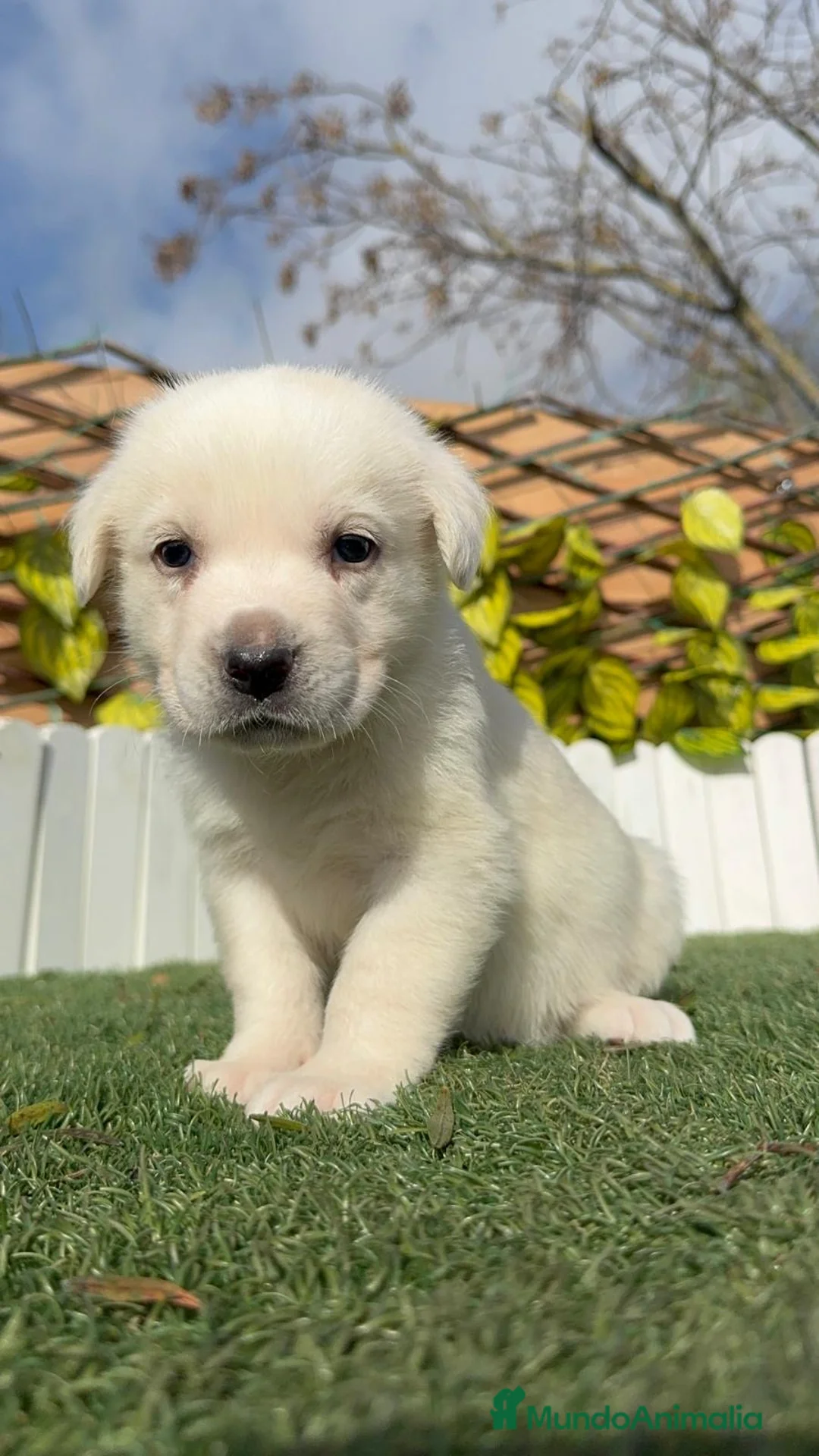 Mastín Español perros en venta: MASTIN ESPAÑOL HEMBRA - Anuncio 8