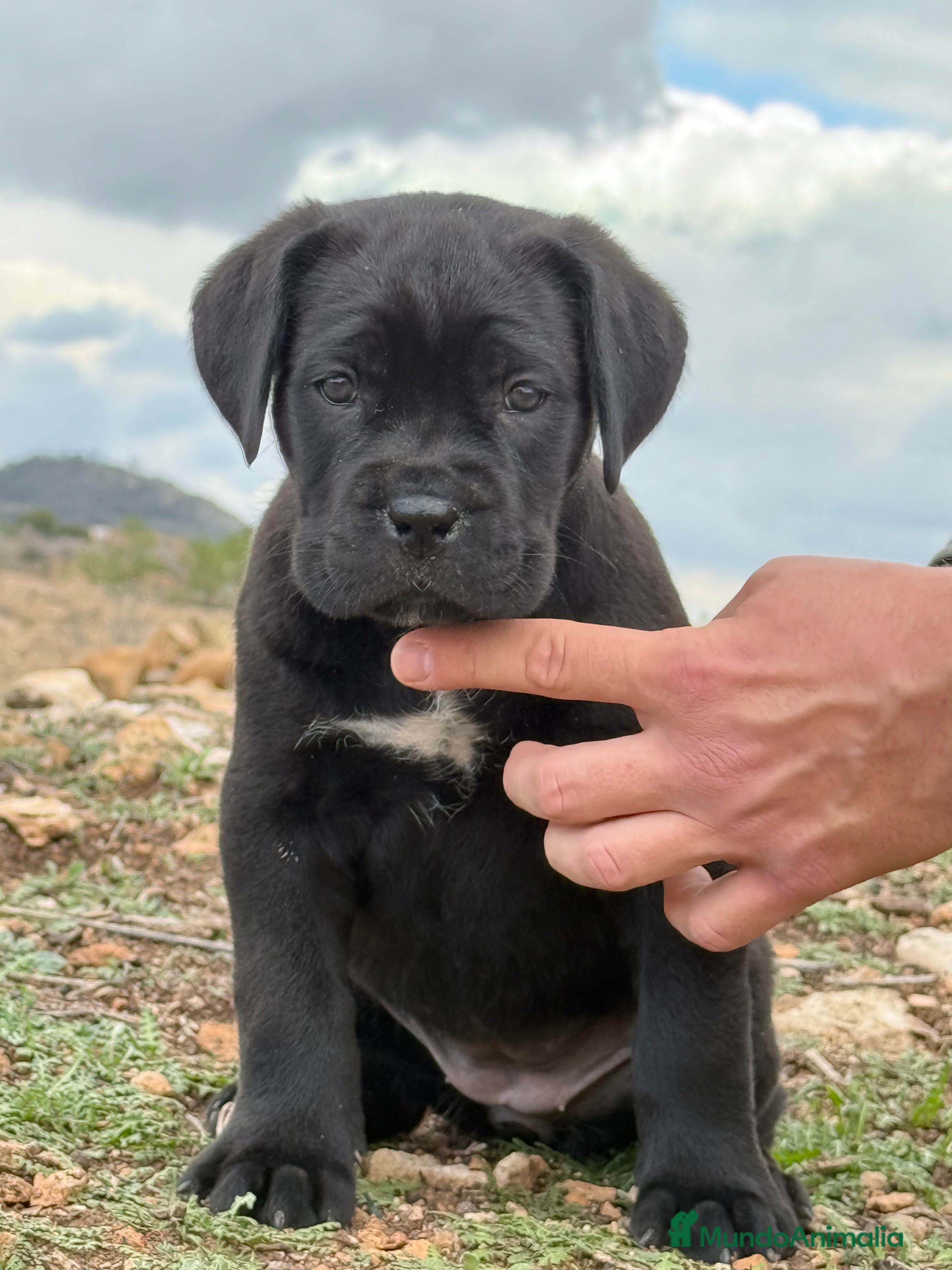 Cane Corso perros Cachorros de Cane Corso  - Anuncio 1