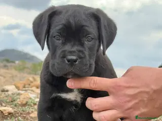 Cane Corso perros Cachorros de Cane Corso - Anuncio 1