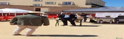 Teckel Miniatura perros en venta: Camada teckel miniatura  - Anuncio 5
