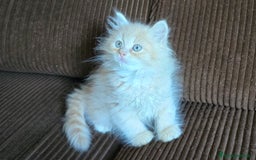 Británico de Pelo Largo gatos en venta: Gatcot.com - Imagen 1
