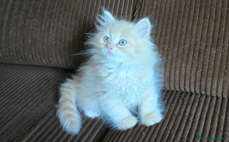 Británico de Pelo Largo gatos en venta - Anuncio 1