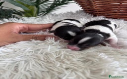 Yorkshire Terrier perros en venta: YORKSHIRE TERRIER BIEWER - Imagen 29