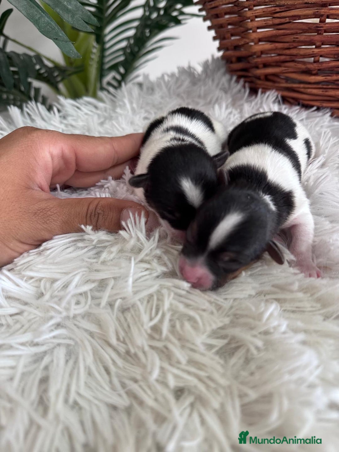 Yorkshire Terrier perros en venta: YORKSHIRE TERRIER BIEWER - Imagen 29