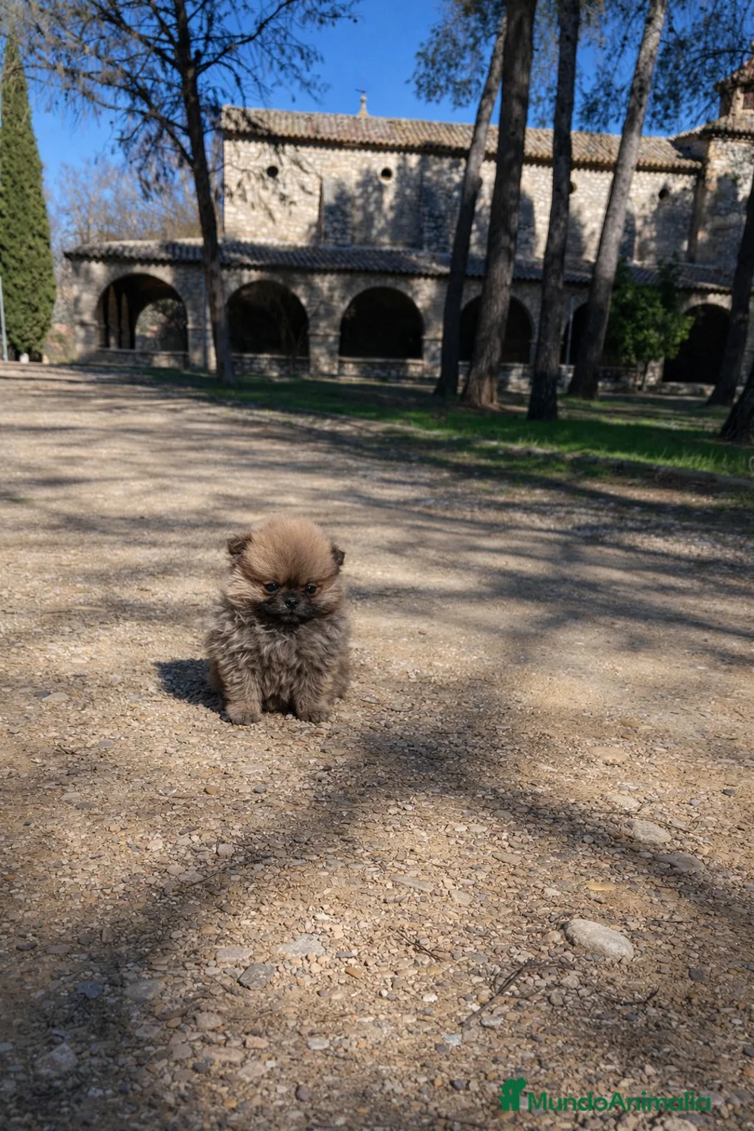 Pomerania perros en venta: Machito Pomerania tipo Teddy - Anuncio 3