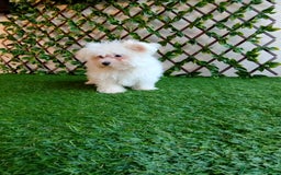Bichón Maltés perros en venta: Bichón maltés toy  - Imagen 2